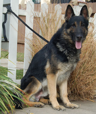 Shortie von Lancaster sitting